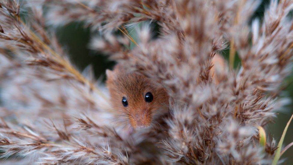 Harvest-mouse.