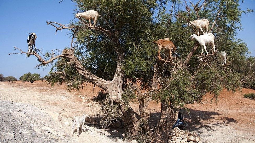 Goats on a tree in Morocco