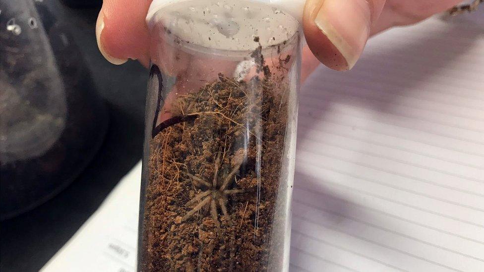 Tarantula babies