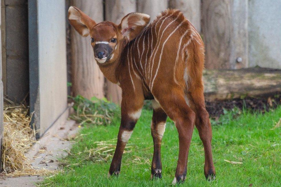 Mountain bongo, Ada