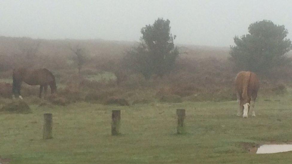 Quantock Hills ponies