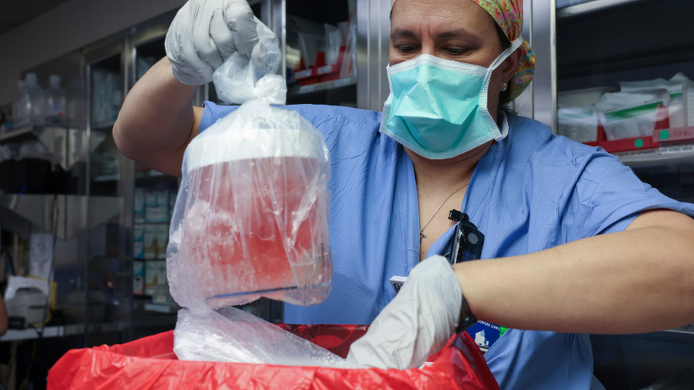 Pig kidney delivered to the operating theatre