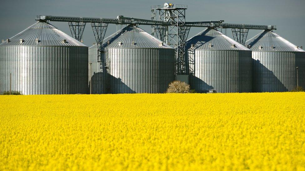 Rape seed field with silos in the background