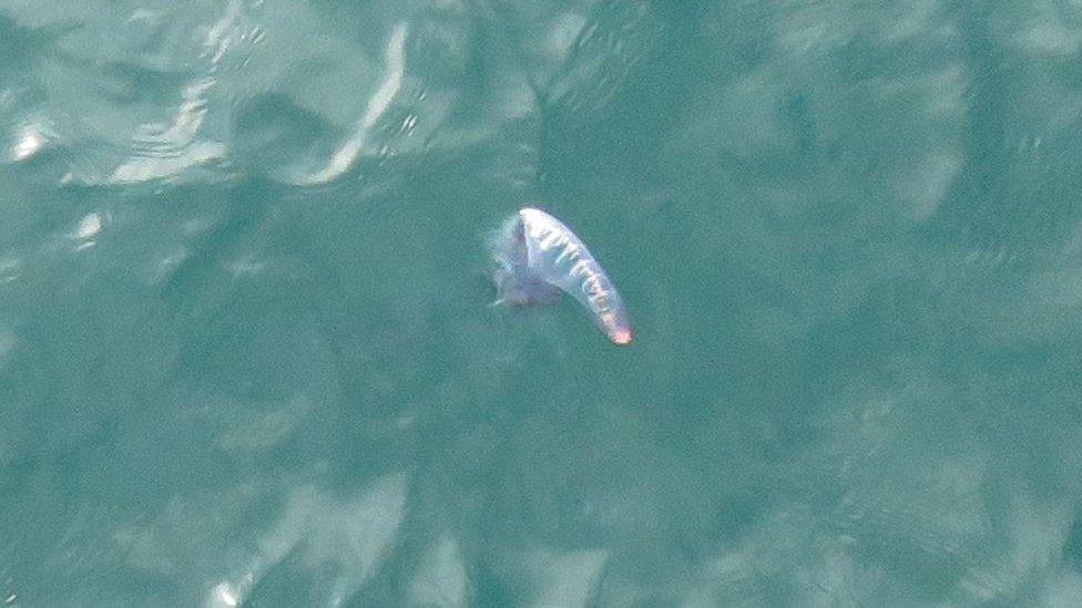 The first sighting was about 15 miles off Milford Haven last Tuesday