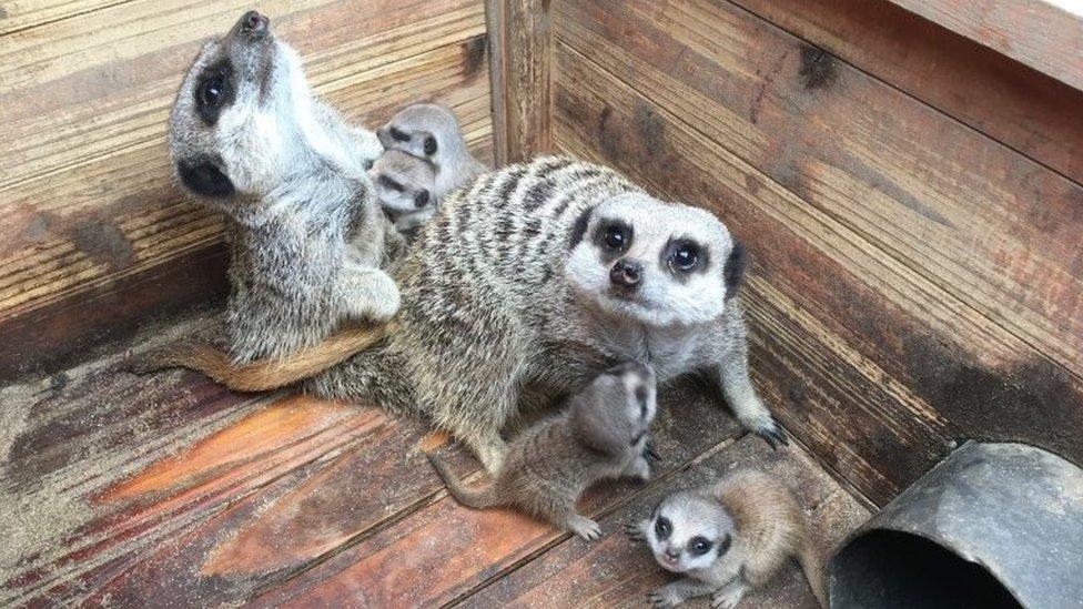 Meerkats