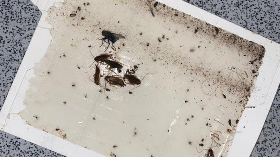 Insects caught in a trap in the home in Mitcham