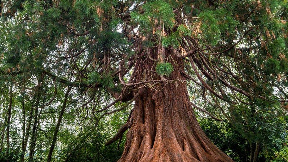 The giant redwood of Llangattock, Powys