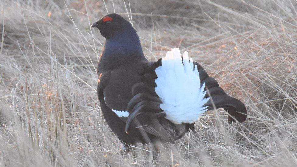 Black Grouse