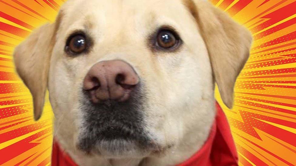 Stumpy-the-white-Labrador-blood-donor-dog.