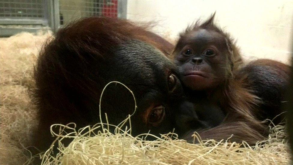 Mother and baby orangutan reunited