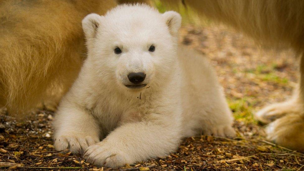 Highland Wildlife Park's polar bear cub