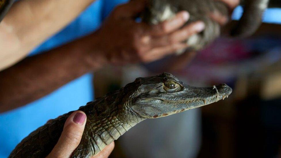 Caiman Crocodile