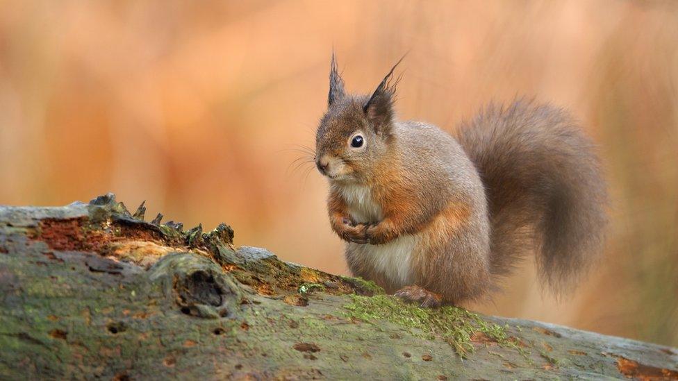 red squirrel