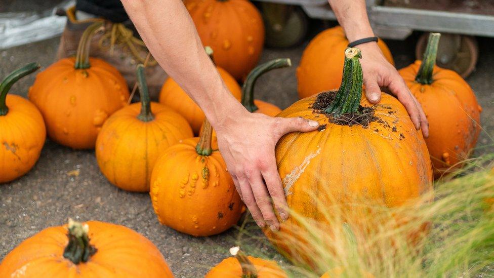 Pumpkins.