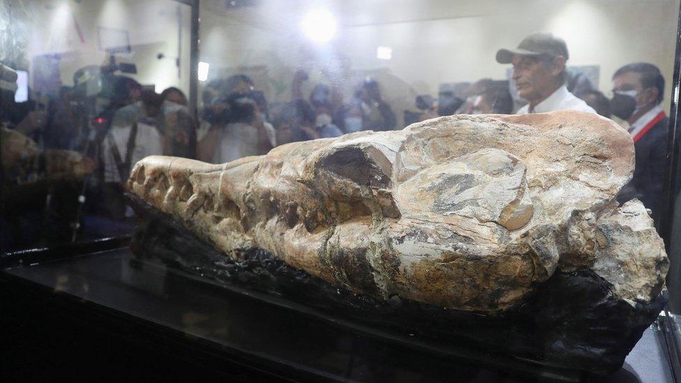 Members of the media gather around a 36 million-year-old Basilosaurus whale fossil discovered in the Ocucaje desert, at the Museum of Natural History, in Lima