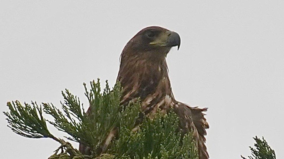 Sea eagle in a tree