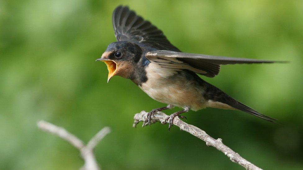 baby-swallow.