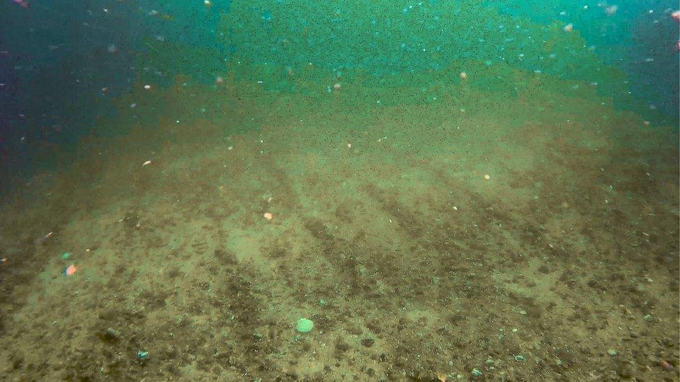 Seabed damage caused by dredging off Flotta, Orkney