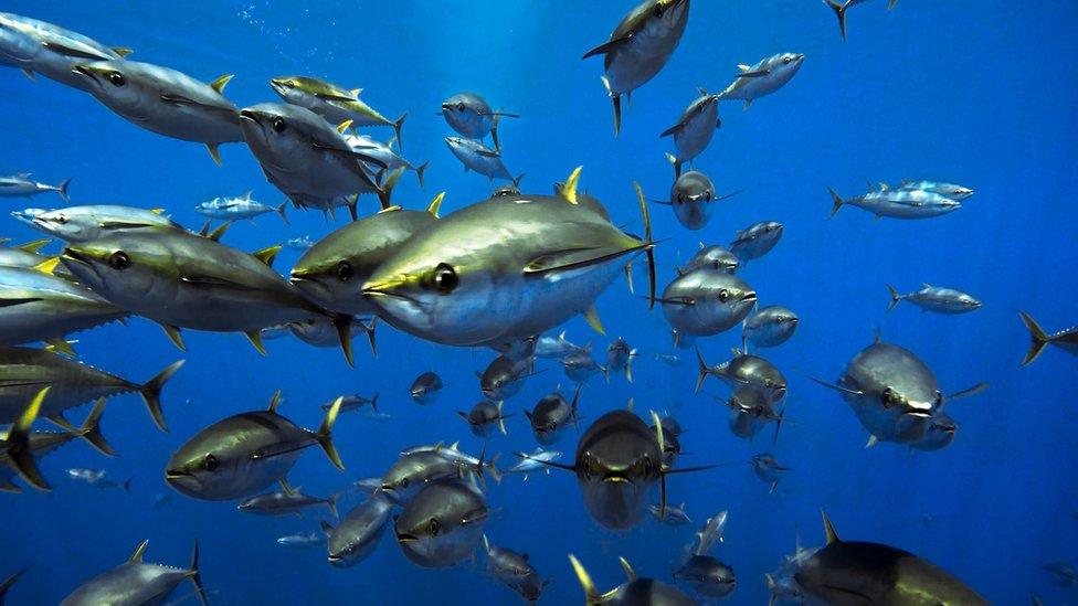 Yellowfin tuna in the Pacific Ocean