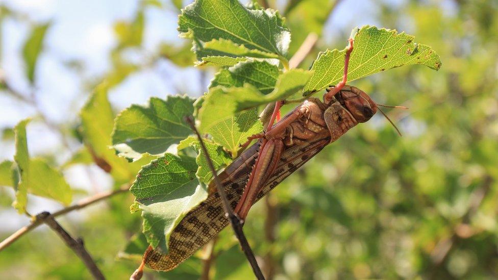 A locust munching on a leaf in northern Kenya, January 2020