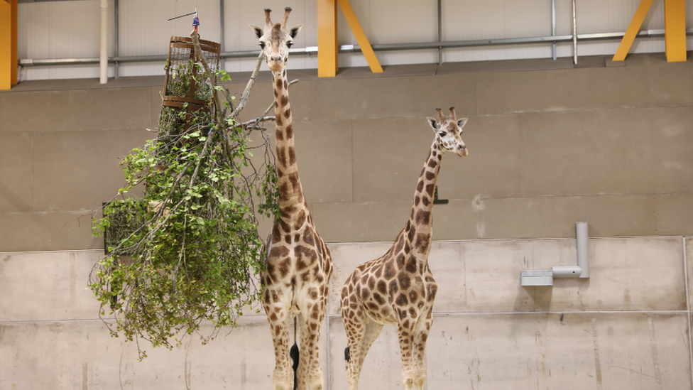 Two giraffes pictures indoors.