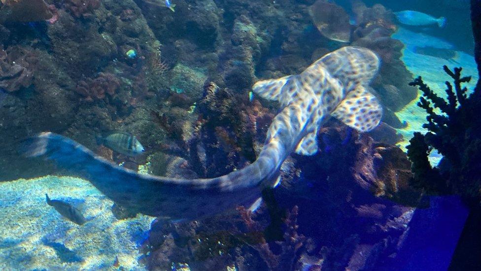 Zebra shark