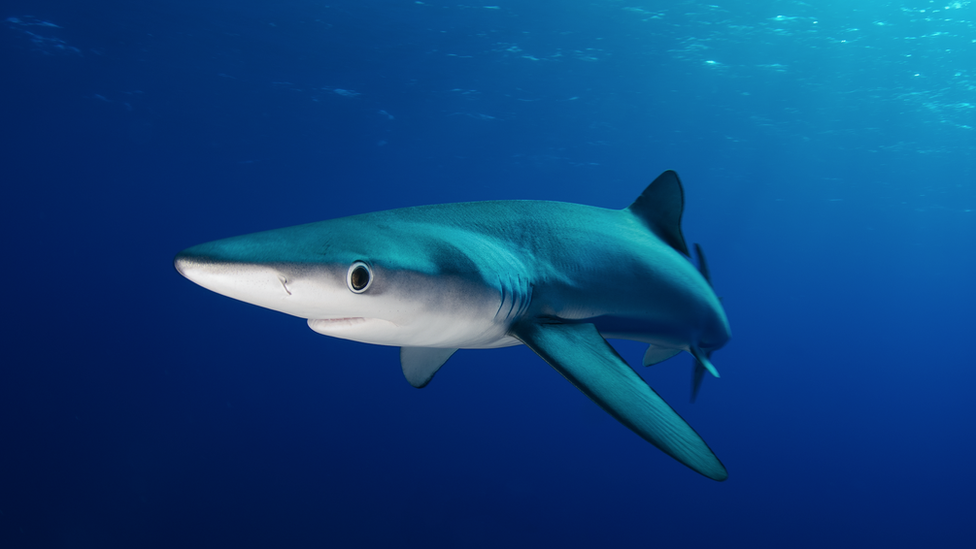 Blue shark