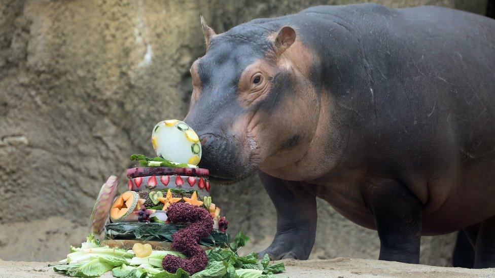 fiona-the-hippo.