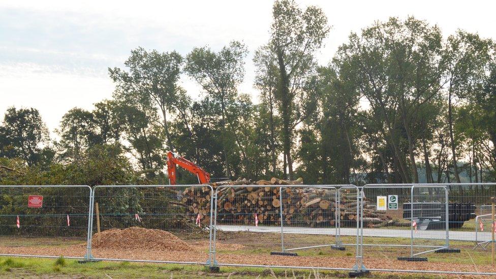 Felled trees at Little Lyntus woodland