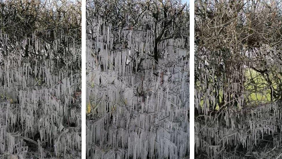 Icicle hedge