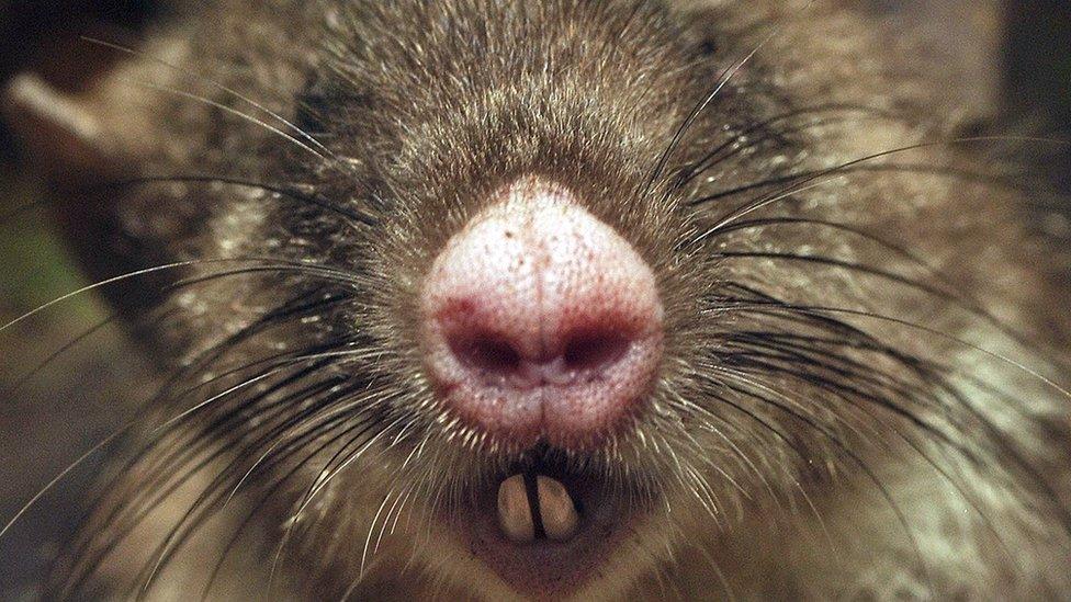 A hog-nosed rat
