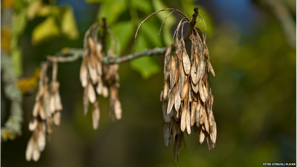 Ash seeds, or keys (Image: Peter Stenzel/Flickr)