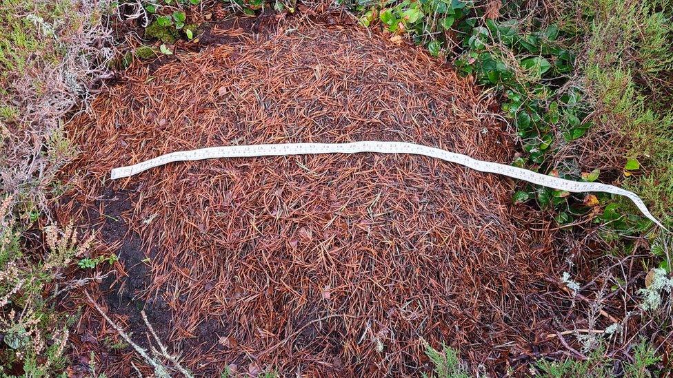 Large anthill surrounded by a plant