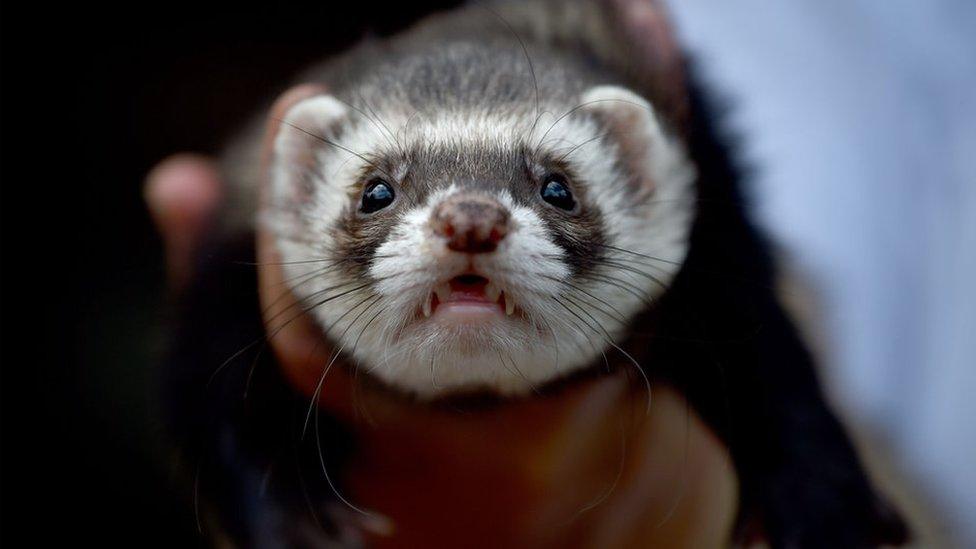 A ferret