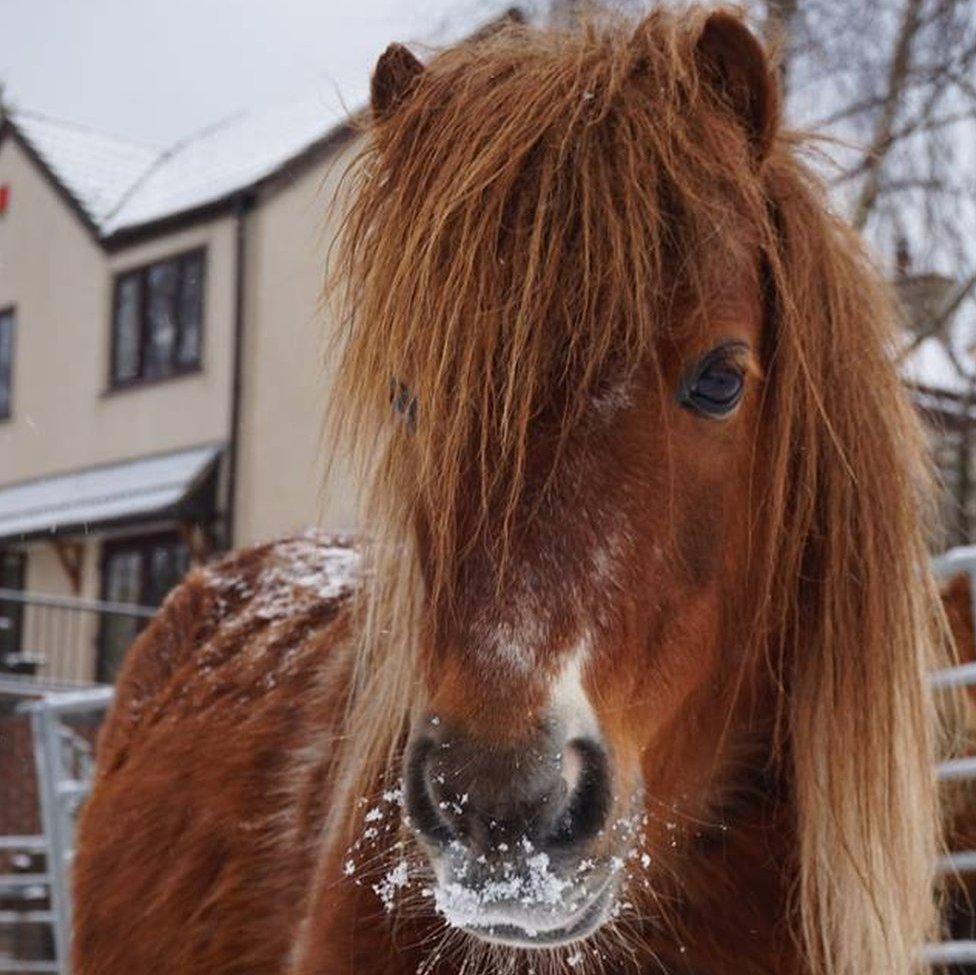 A horse in the snow