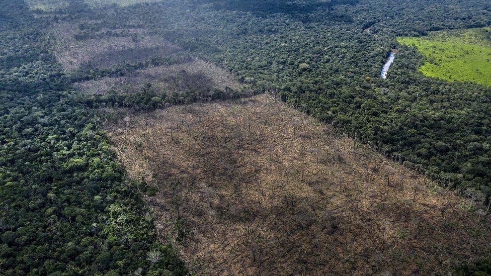 illegal deforestation found in Rondonia region of Brazil