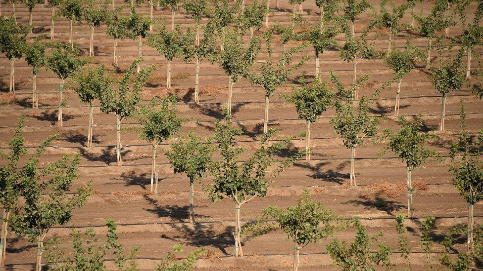 Pistachio field in California