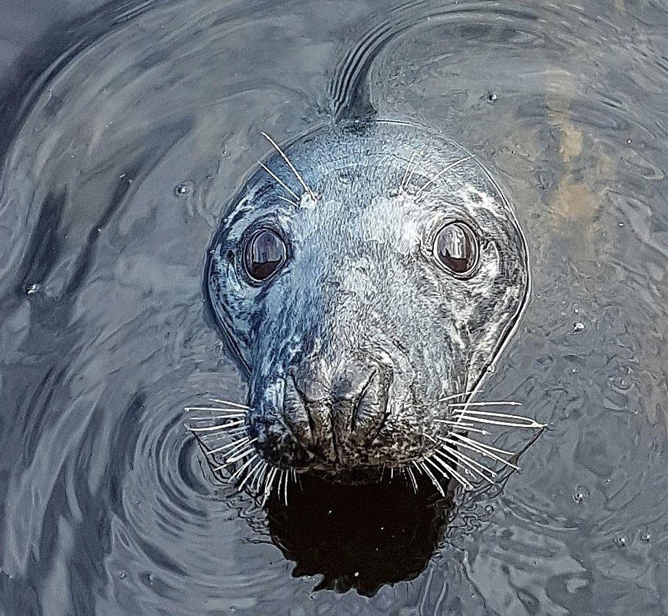 Harbour seal