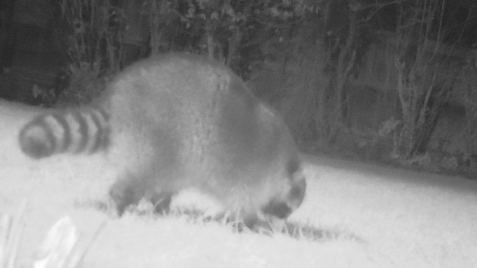 Raccoon in Sunderland at night