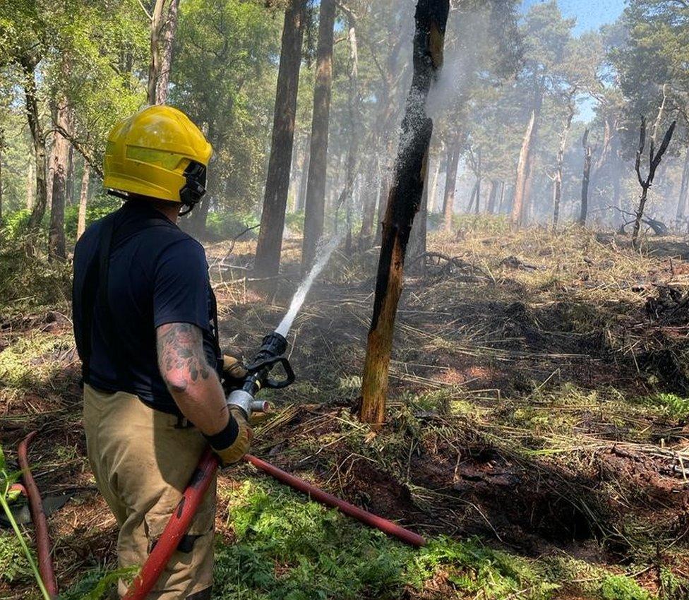 A firefighter with a hose putting out a tree fire