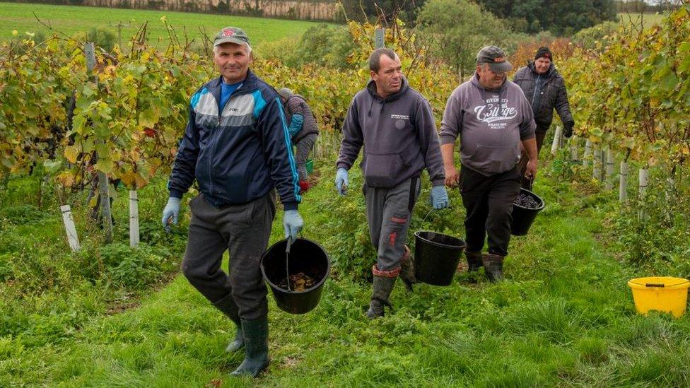 A group of Romanian workers with buckets picking grapes