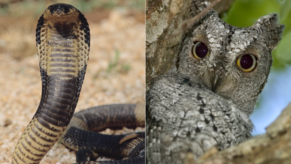 Left: A cobra. Right: An owl