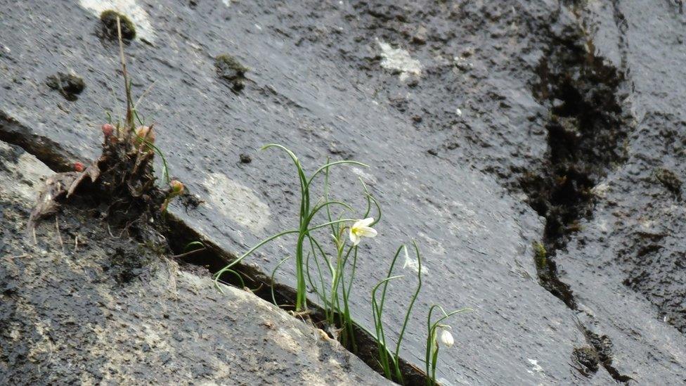 Snowdon Lily