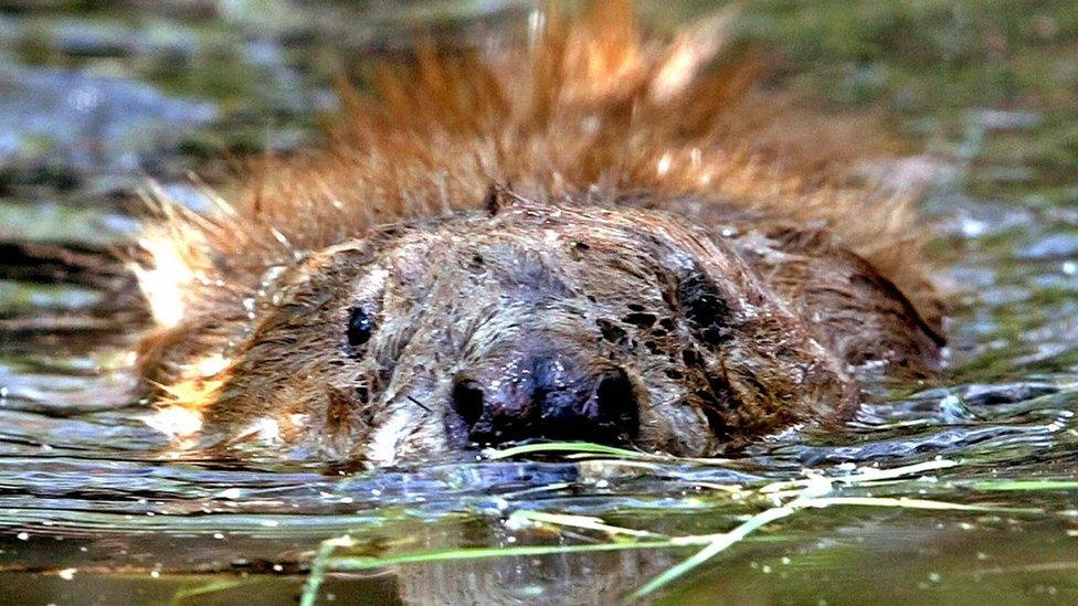 A beaver