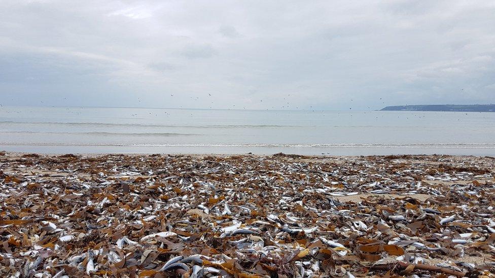 Fish on beach