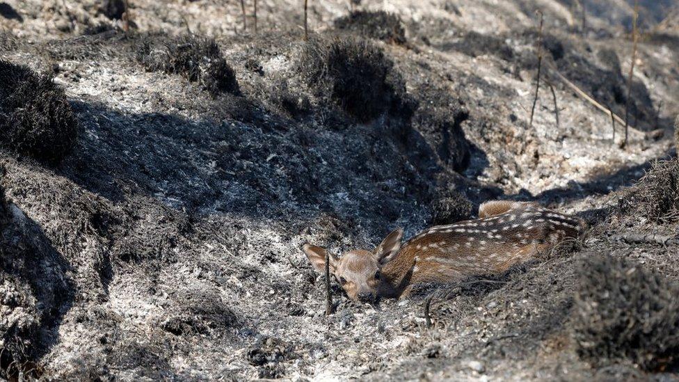 Sika deer in Wareham Forest