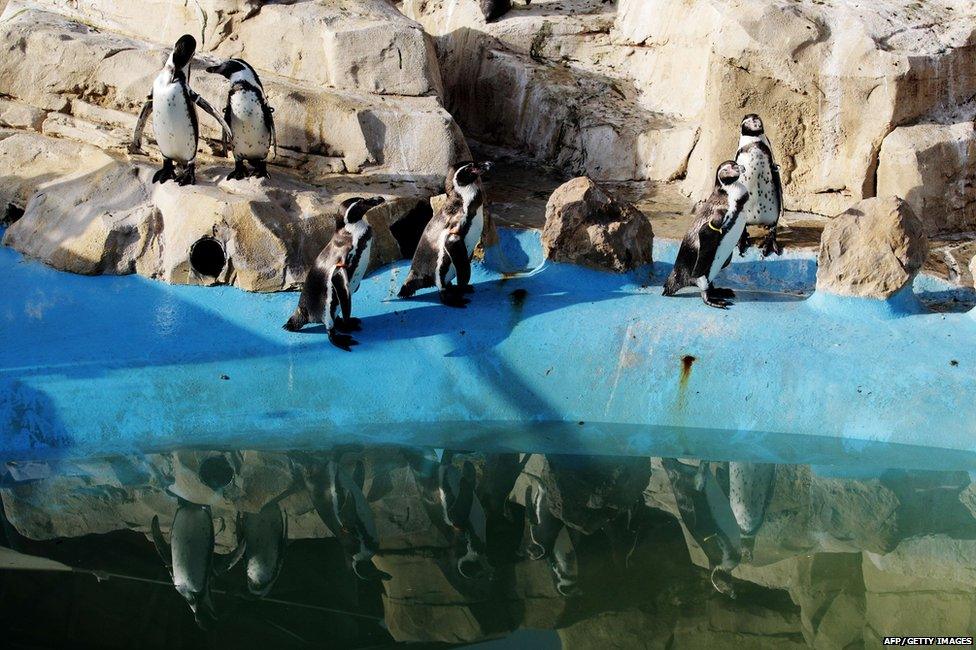 Penguins at Marineland