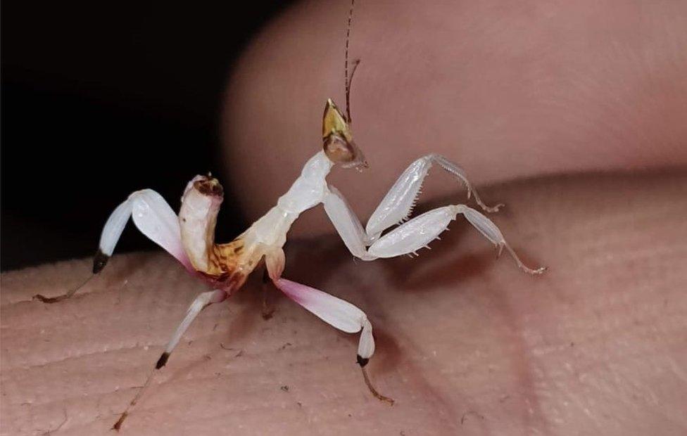 Orchid mantis stolen in Motherwell