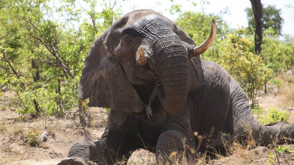 Collared elephant