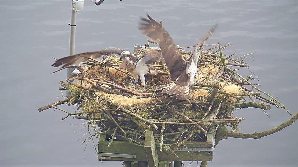 Two osprey on the nesting platform